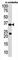 Sulfotransferase Family 4A Member 1 antibody, abx031632, Abbexa, Western Blot image 