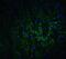 GABA Type A Receptor Associated Protein Like 2 antibody, NBP2-82090, Novus Biologicals, Immunofluorescence image 