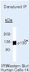 p130cas antibody, MA5-14273, Invitrogen Antibodies, Immunoprecipitation image 