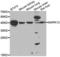 p38 MAPK antibody, LS-C349195, Lifespan Biosciences, Western Blot image 