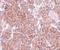 Tetraspanin 9 antibody, GTX85211, GeneTex, Immunohistochemistry paraffin image 