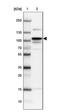 Myosin Light Chain Kinase antibody, NBP1-87744, Novus Biologicals, Western Blot image 