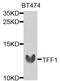 Trefoil Factor 1 antibody, orb136405, Biorbyt, Western Blot image 