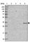 Transmembrane And Ubiquitin Like Domain Containing 2 antibody, HPA043137, Atlas Antibodies, Western Blot image 