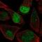 KIAA0560 antibody, NBP2-57794, Novus Biologicals, Immunofluorescence image 