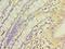 Ret Proto-Oncogene antibody, LS-C376499, Lifespan Biosciences, Immunohistochemistry paraffin image 