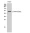 Protein Tyrosine Phosphatase Non-Receptor Type 1 antibody, A00613S50, Boster Biological Technology, Western Blot image 