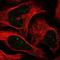 Chromobox 4 antibody, NBP2-55246, Novus Biologicals, Immunocytochemistry image 