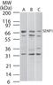 SUMO Specific Peptidase 1 antibody, PA1-41169, Invitrogen Antibodies, Western Blot image 