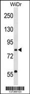 SEC23 Homolog B, Coat Complex II Component antibody, 60-031, ProSci, Western Blot image 