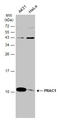 PRAC1 Small Nuclear Protein antibody, GTX131861, GeneTex, Western Blot image 