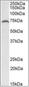 Regulatory Factor X5 antibody, AP32341PU-N, Origene, Western Blot image 