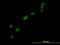 High Mobility Group Box 1 antibody, LS-B4341, Lifespan Biosciences, Immunofluorescence image 