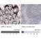 Leucine Rich Repeat Containing 1 antibody, NBP1-88016, Novus Biologicals, Immunohistochemistry paraffin image 
