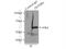 Zinc Finger And BTB Domain Containing 8A antibody, 24544-1-AP, Proteintech Group, Immunoprecipitation image 