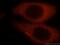 Heat Shock Protein 90 Alpha Family Class B Member 1 antibody, 13171-1-AP, Proteintech Group, Immunofluorescence image 