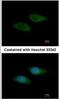 Syntrophin Beta 2 antibody, NBP1-33009, Novus Biologicals, Immunofluorescence image 
