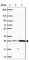 Solute Carrier Family 22 Member 18 Antisense antibody, HPA068288, Atlas Antibodies, Western Blot image 