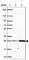 Solute Carrier Family 22 Member 18 Antisense antibody, HPA068288, Atlas Antibodies, Western Blot image 