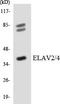 ELAV Like RNA Binding Protein 2 antibody, LS-C291921, Lifespan Biosciences, Western Blot image 