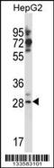 GSG1 Like antibody, 57-201, ProSci, Western Blot image 