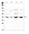 Neuropeptides B And W Receptor 1 antibody, A08247-1, Boster Biological Technology, Western Blot image 