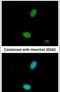 Zinc Finger Protein 408 antibody, PA5-30826, Invitrogen Antibodies, Immunofluorescence image 