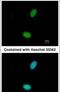 Zinc Finger Protein 408 antibody, PA5-30826, Invitrogen Antibodies, Immunofluorescence image 