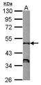 Neutrophil Cytosolic Factor 1 antibody, GTX118361, GeneTex, Western Blot image 