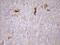 Carboxypeptidase M antibody, MA5-26858, Invitrogen Antibodies, Immunohistochemistry paraffin image 