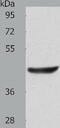 Actin Related Protein T1 antibody, TA321927, Origene, Western Blot image 