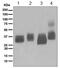 Bone Marrow Stromal Cell Antigen 2 antibody, ab134061, Abcam, Western Blot image 