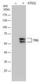 Thymine DNA Glycosylase antibody, NBP2-43595, Novus Biologicals, Western Blot image 