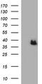 Arginase 2 antibody, TA506751S, Origene, Western Blot image 
