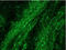 Neurofilament Medium antibody, BM6011P, Origene, Immunofluorescence image 