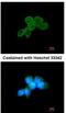 Spleen Associated Tyrosine Kinase antibody, NBP1-32945, Novus Biologicals, Immunocytochemistry image 