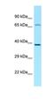 Glutamyl-TRNA Amidotransferase Subunit C antibody, orb326463, Biorbyt, Western Blot image 