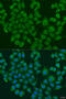CEAP antibody, 23-347, ProSci, Immunofluorescence image 