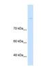 Cadherin 8 antibody, NBP1-59221, Novus Biologicals, Western Blot image 