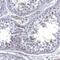 Ion Channel Sperm-associated Protein 4 antibody, NBP1-91751, Novus Biologicals, Immunohistochemistry paraffin image 