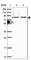 TBC1 Domain Family Member 30 antibody, HPA039772, Atlas Antibodies, Western Blot image 