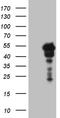 SAM Domain, SH3 Domain And Nuclear Localization Signals 1 antibody, TA808889, Origene, Western Blot image 