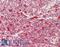 Solute Carrier Family 29 Member 1 (Augustine Blood Group) antibody, LS-B14530, Lifespan Biosciences, Immunohistochemistry paraffin image 