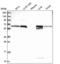 Rmt7 antibody, NBP2-58103, Novus Biologicals, Western Blot image 