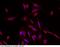 Solute Carrier Family 2 Member 4 antibody, 100733-T42, Sino Biological, Immunohistochemistry paraffin image 