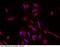 Solute Carrier Family 2 Member 4 antibody, 100733-T42, Sino Biological, Immunohistochemistry paraffin image 