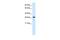 Activator Of Basal Transcription 1 antibody, PA5-40569, Invitrogen Antibodies, Western Blot image 