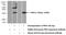 Proline Rich Protein HaeIII Subfamily 2 antibody, 21460-1-AP, Proteintech Group, Western Blot image 