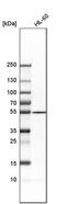 Adenylosuccinate Lyase antibody, PA5-51401, Invitrogen Antibodies, Western Blot image 