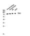 T-Box 3 antibody, STJ95936, St John